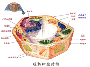 最新第三章：酶工程动植物细胞培养产酶PPT文档.ppt