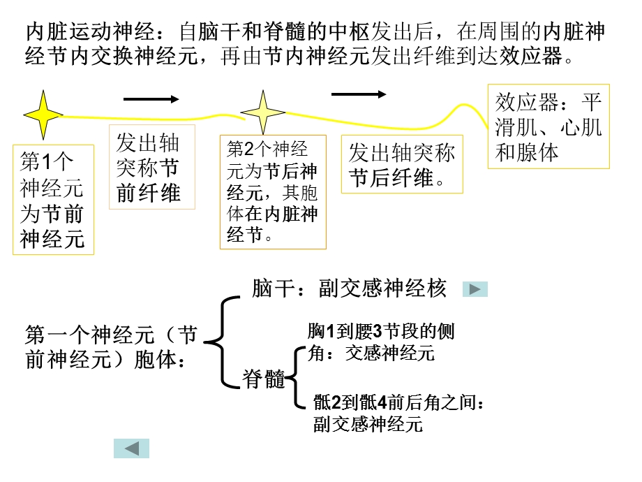 内脏神经new11PPT文档.ppt_第3页