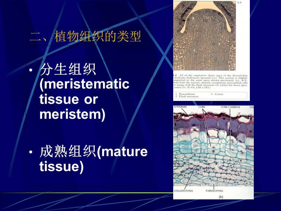 植物的细胞和组织第四部分精选文档.ppt_第2页