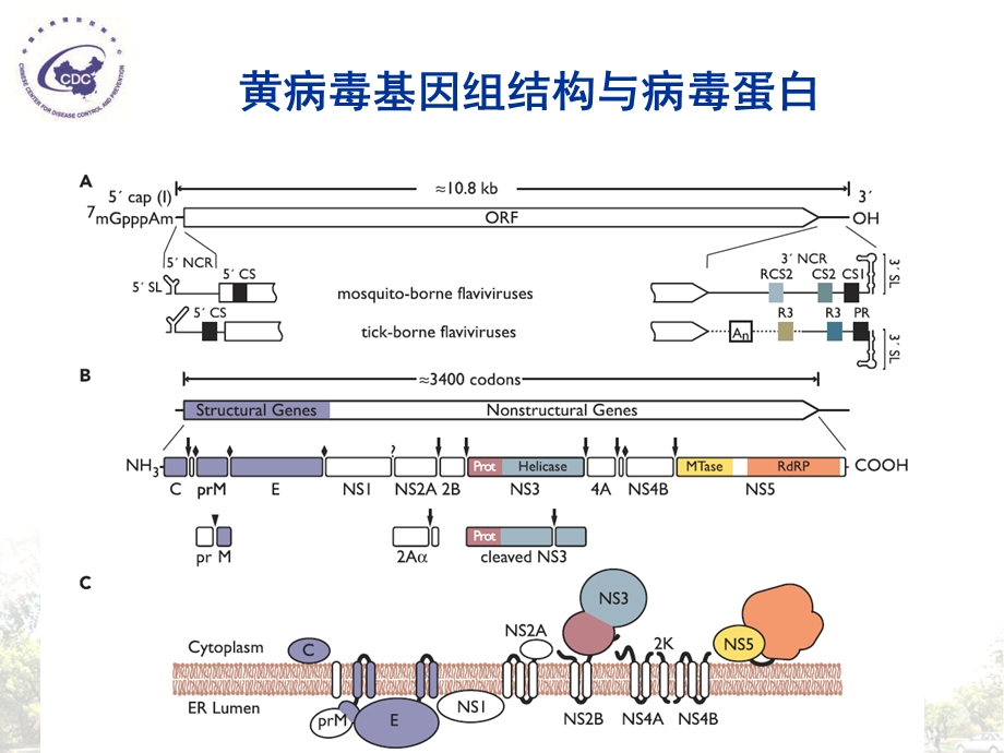 最新寨卡病毒南郑县卫生与计划生育局PPT文档.ppt_第3页