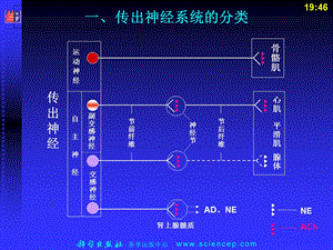 最新：药理学与药物学治疗基础中职药剂第2章：传出神经系统药文档资料.ppt