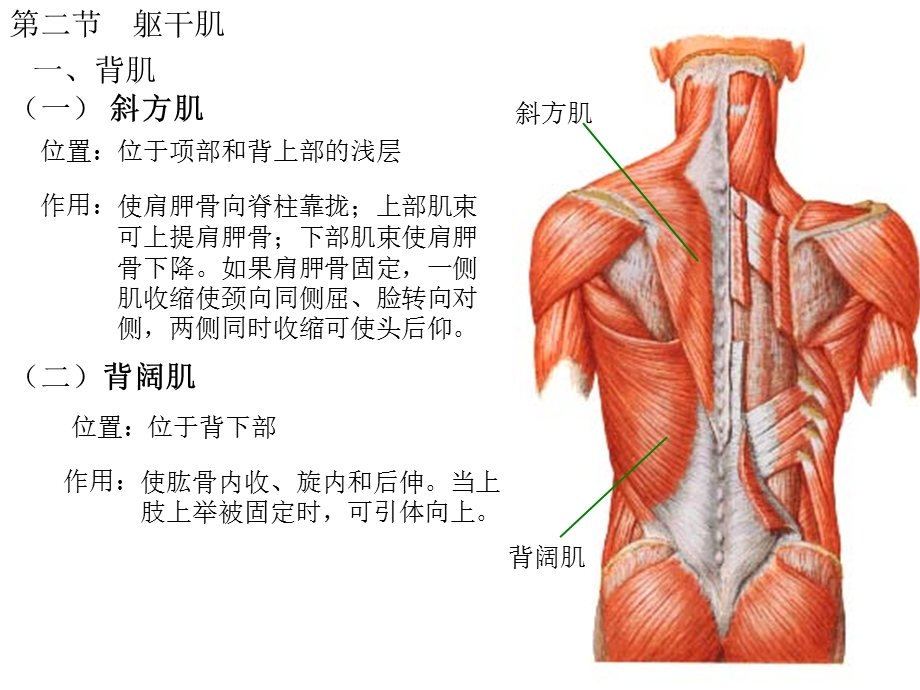 最新人体解剖学——肌学PPT文档.ppt_第3页