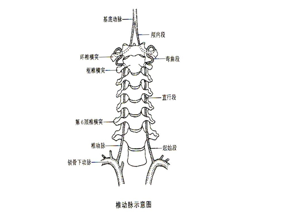 怎样保养您的颈椎文档资料.ppt_第3页