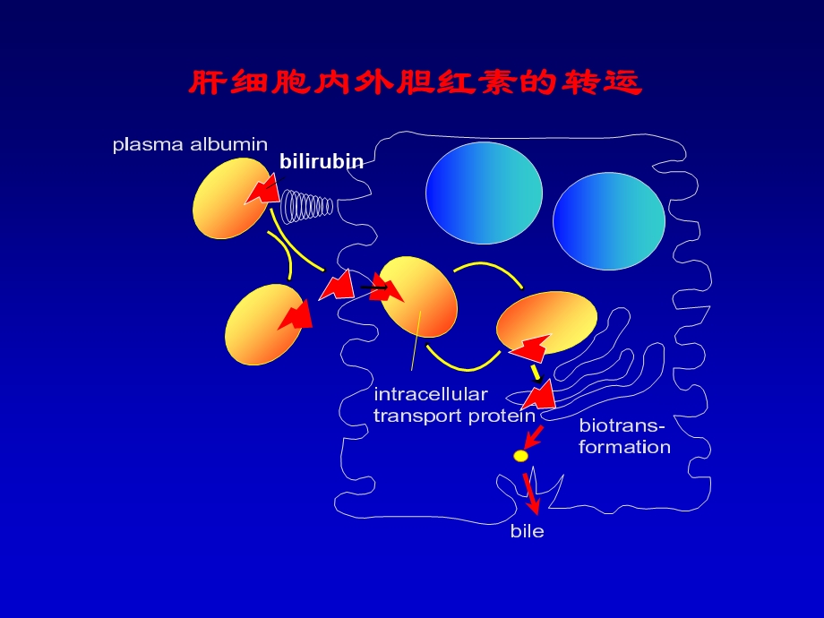 最新肝内瘀胆PPT文档.ppt_第1页