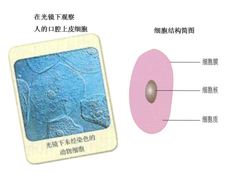 最新人教版教学课件广州生物学科高二水平测试复习“细胞器的复习”课件PPT文档.ppt_第2页