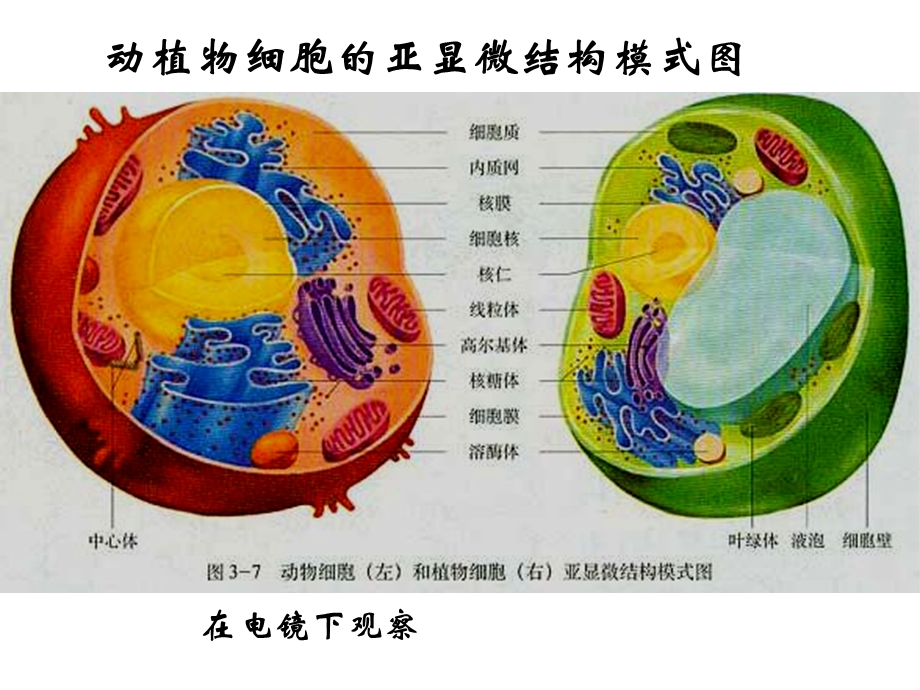 最新人教版教学课件广州生物学科高二水平测试复习“细胞器的复习”课件PPT文档.ppt_第3页