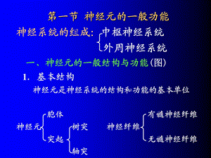 生理学课件10神经系统的功能PPT文档.ppt