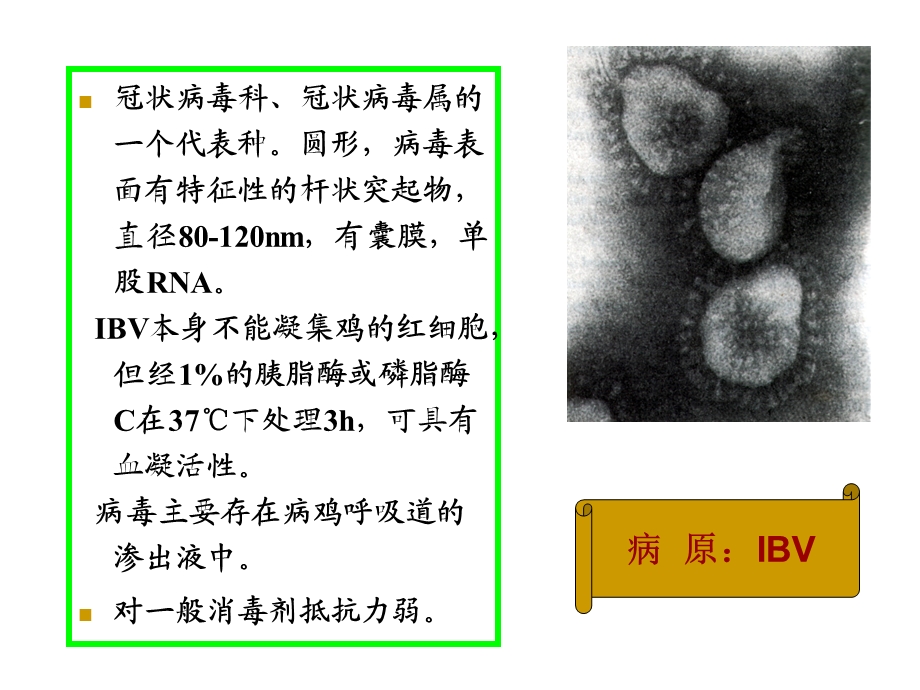 最新禽病学病毒病第三节IBPPT课件PPT文档.ppt_第3页