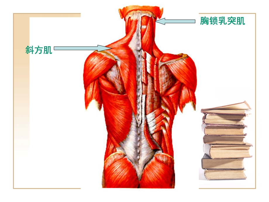 常见病保健推拿课件精选文档.ppt_第2页