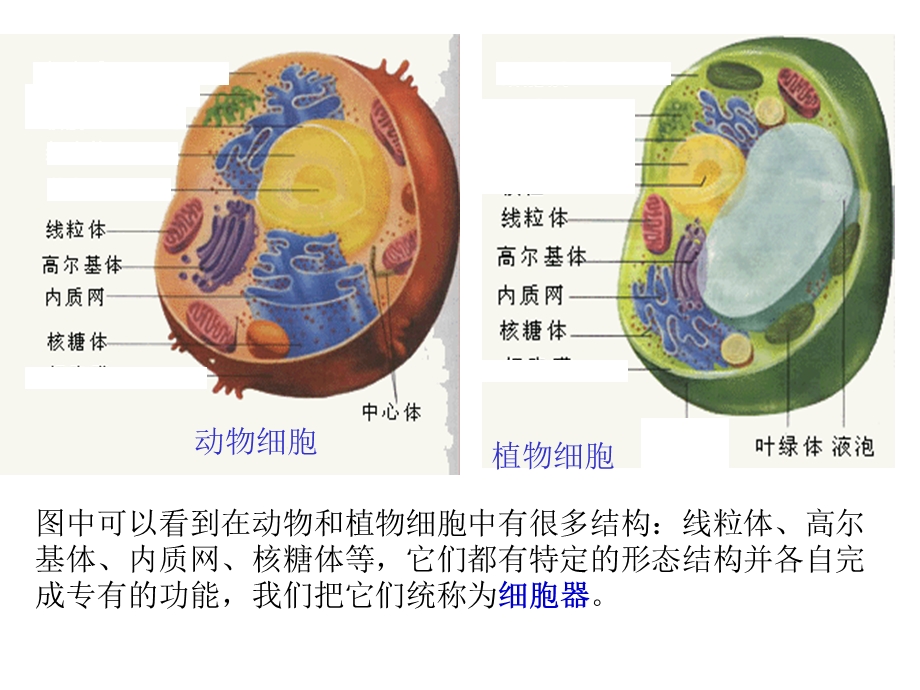 人教版教学课件云南省弥勒县庆来中学高一生物细胞器—系统内的协作课件PPT文档.ppt_第3页