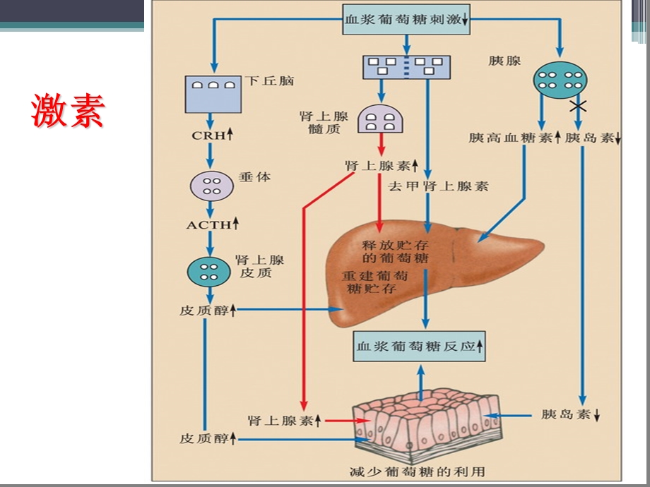 最新第35章肾上腺皮质激素类药物0518老师的PPT文档.ppt_第1页