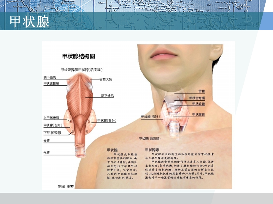 最新药理学件甲状腺激素及抗甲状腺药物PPT文档.ppt_第1页