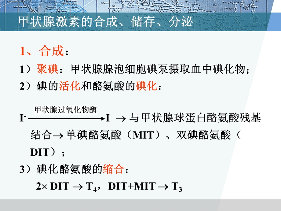 最新药理学件甲状腺激素及抗甲状腺药物PPT文档.ppt_第3页