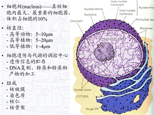 最新08细胞核与染色体PPT文档.ppt