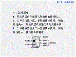 中图生物必修1活动课全册精品课件：观察洋葱表皮细胞的质壁分离及质壁分离复原精选文档.ppt