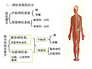 神经系统总论PPT文档.ppt