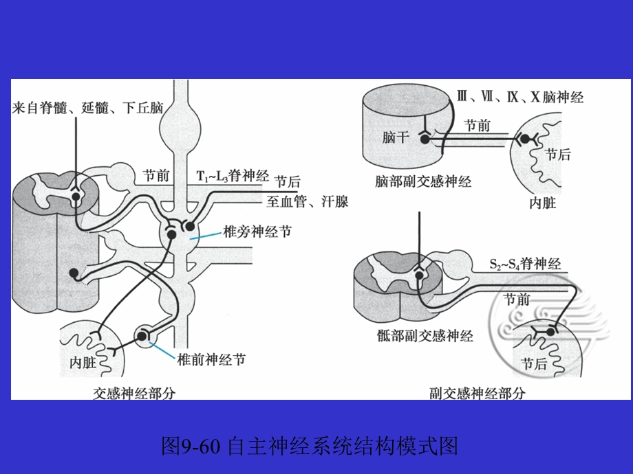 生理学临床医学第9章神经系统对内脏活动本能行为与情绪的调节课件PPT文档.ppt_第3页