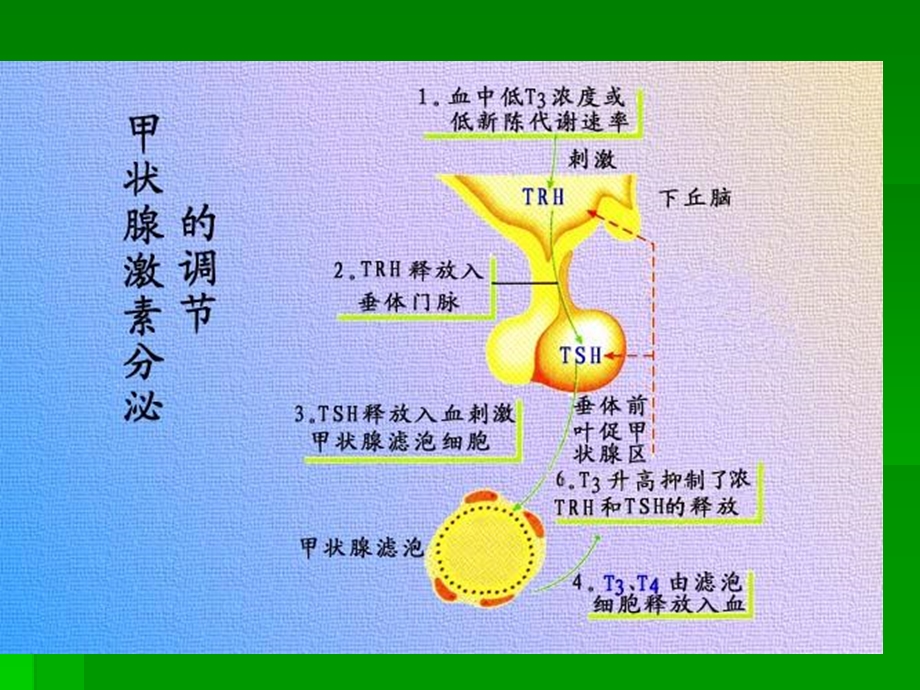 亚临床甲状腺疾病：治还是不治？精选文档.ppt_第3页