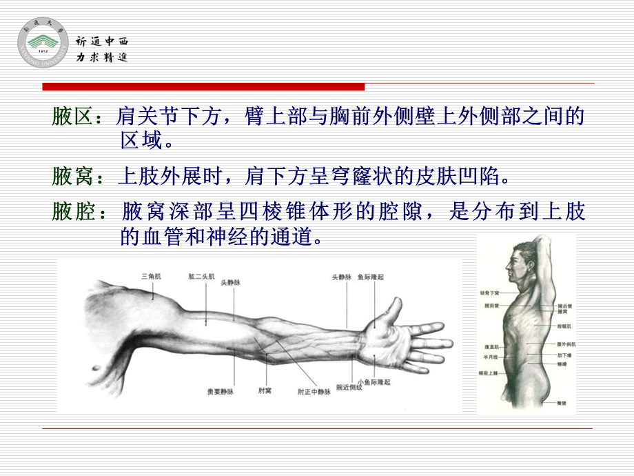 医用局部解剖学胸前外侧壁浅层和腋区文档资料.ppt_第2页