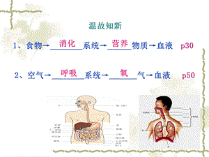 人体的血液和血管文档资料.pptx