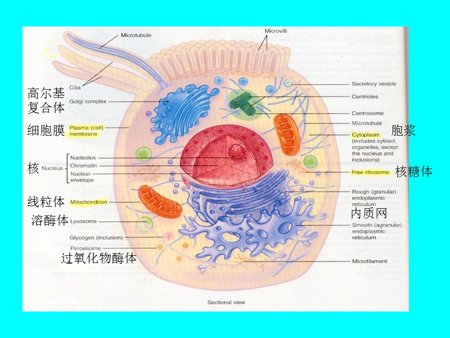 21细胞的基本功能PPT文档资料.ppt_第1页