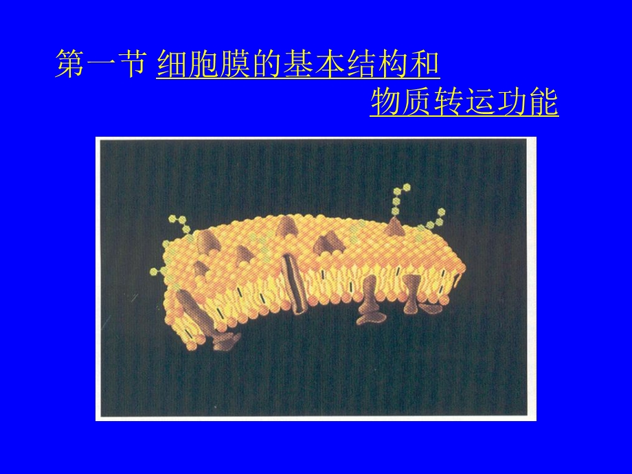 21细胞的基本功能PPT文档资料.ppt_第2页