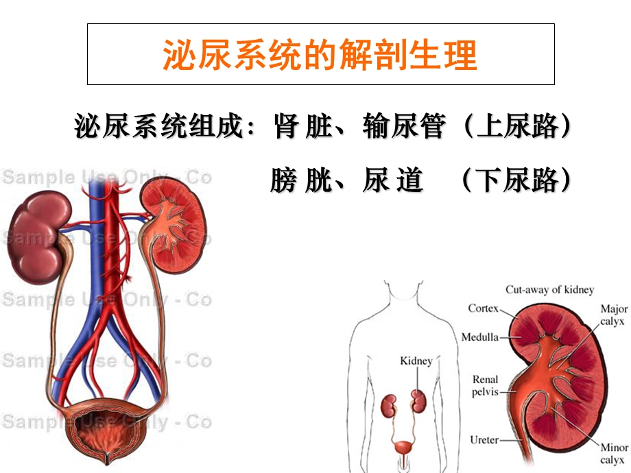 泌尿及男生殖系统疾病的主要症状与检查文档资料.ppt_第1页