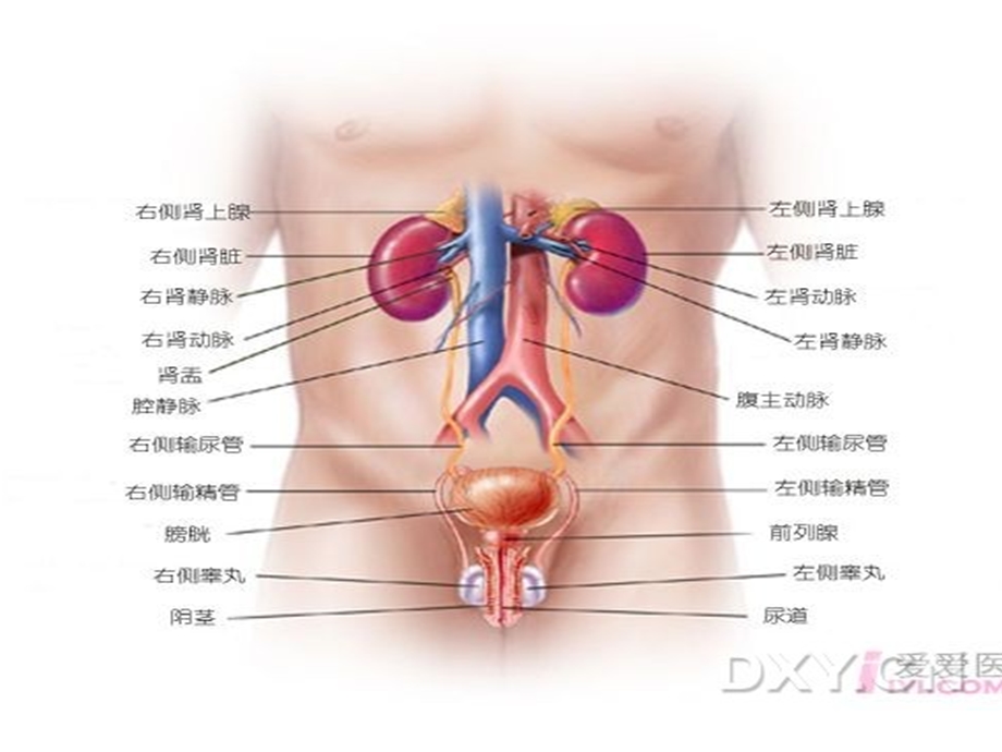 泌尿及男生殖系统疾病的主要症状与检查文档资料.ppt_第2页