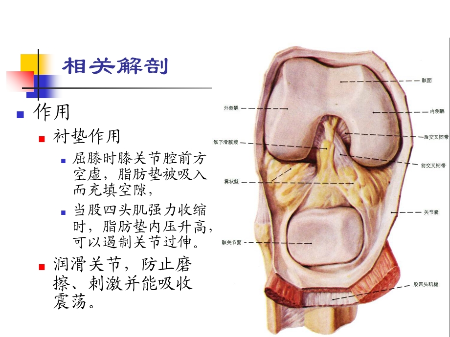 最新髌下肪垫损伤PPT文档.ppt_第3页