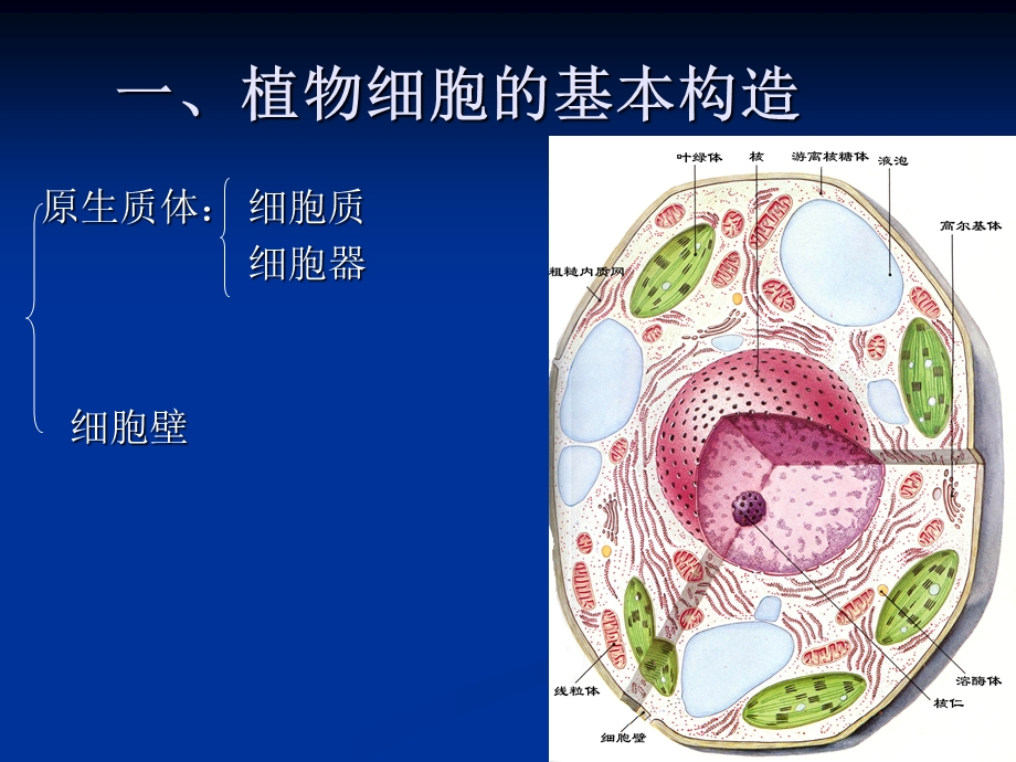 最新植物的细胞药用植物学PPT文档.ppt_第1页