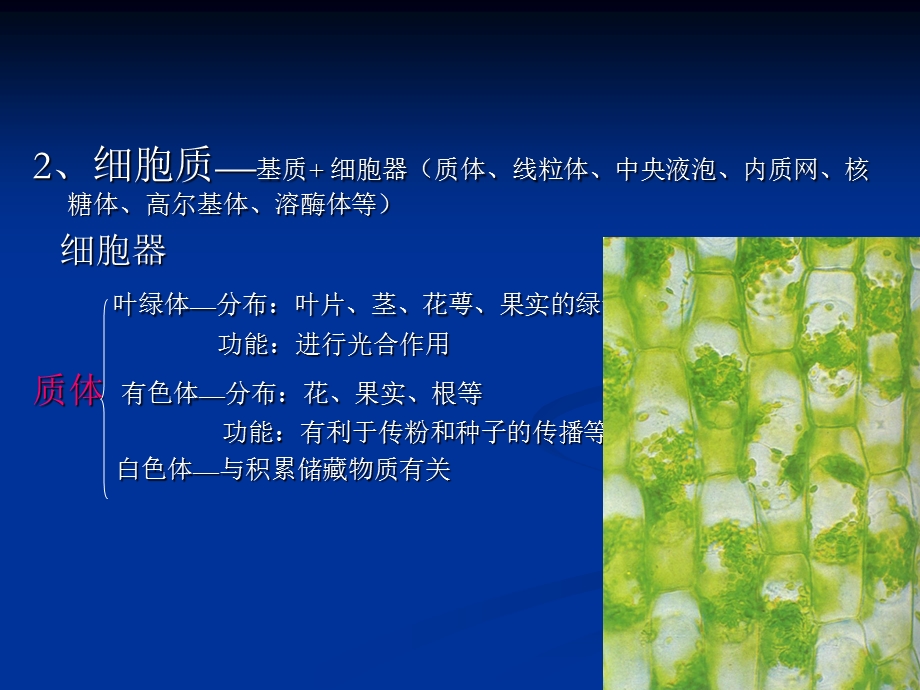 最新植物的细胞药用植物学PPT文档.ppt_第3页