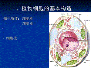 最新植物的细胞药用植物学PPT文档.ppt