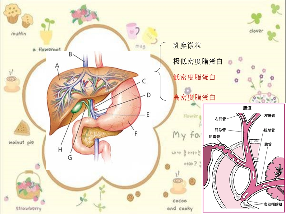 第16章血液生化黄疸名师编辑PPT课件.ppt_第3页