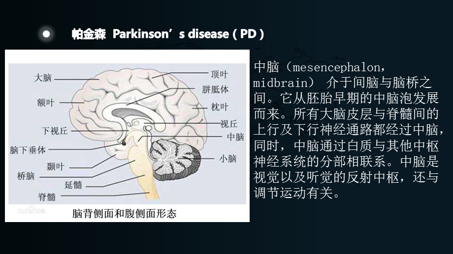 最新：细胞凋亡和帕金森ppt课件文档资料.pptx_第2页