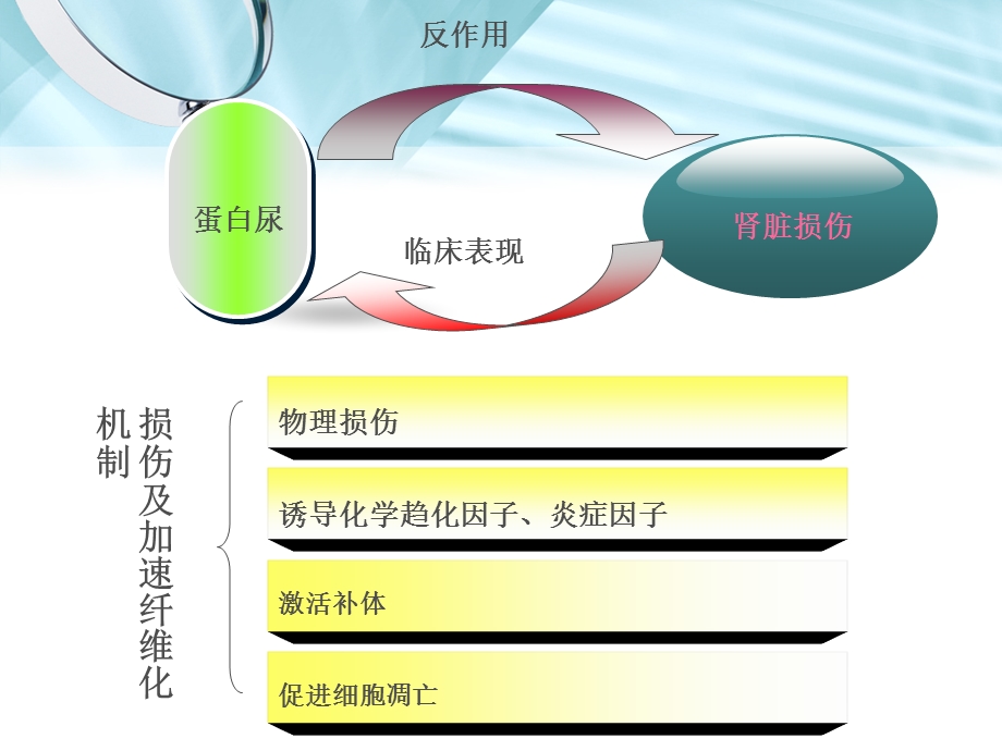 大黄素对白蛋白诱导人肾小管上皮细胞转分化的影响精选文档.ppt_第3页