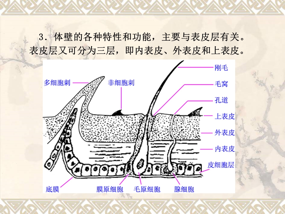 体壁和肌肉303PPT文档资料.ppt_第2页