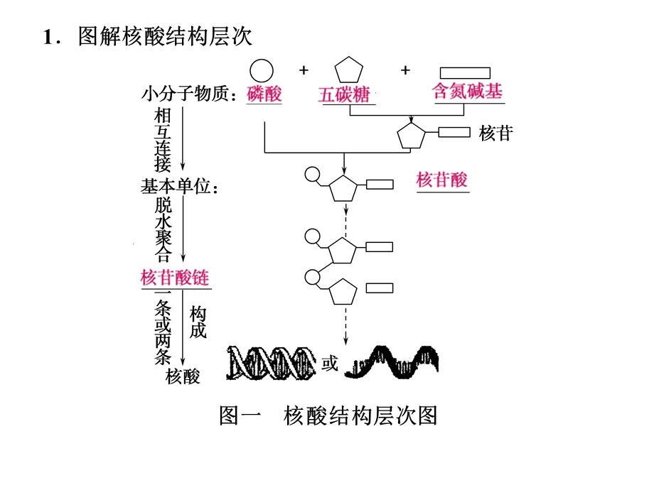 最新：第4讲遗传信息的携带者——核酸细胞中的糖类和脂质文档资料.ppt_第1页