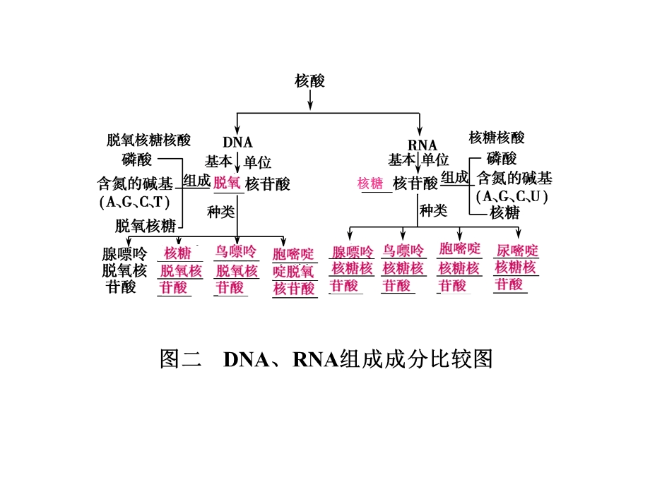 最新：第4讲遗传信息的携带者——核酸细胞中的糖类和脂质文档资料.ppt_第2页