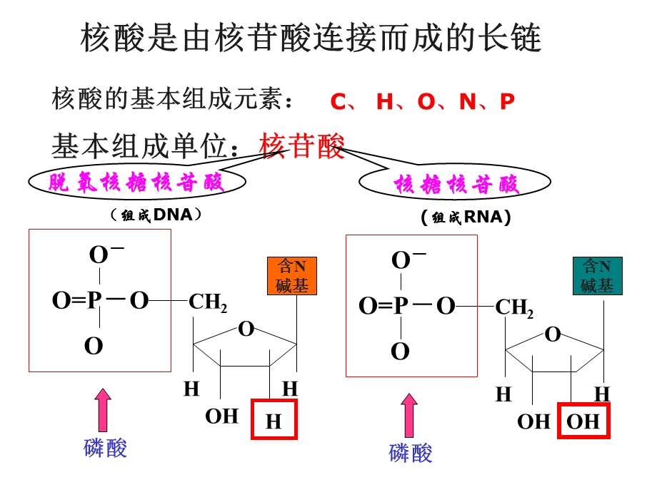 最新：第4讲遗传信息的携带者——核酸细胞中的糖类和脂质文档资料.ppt_第3页