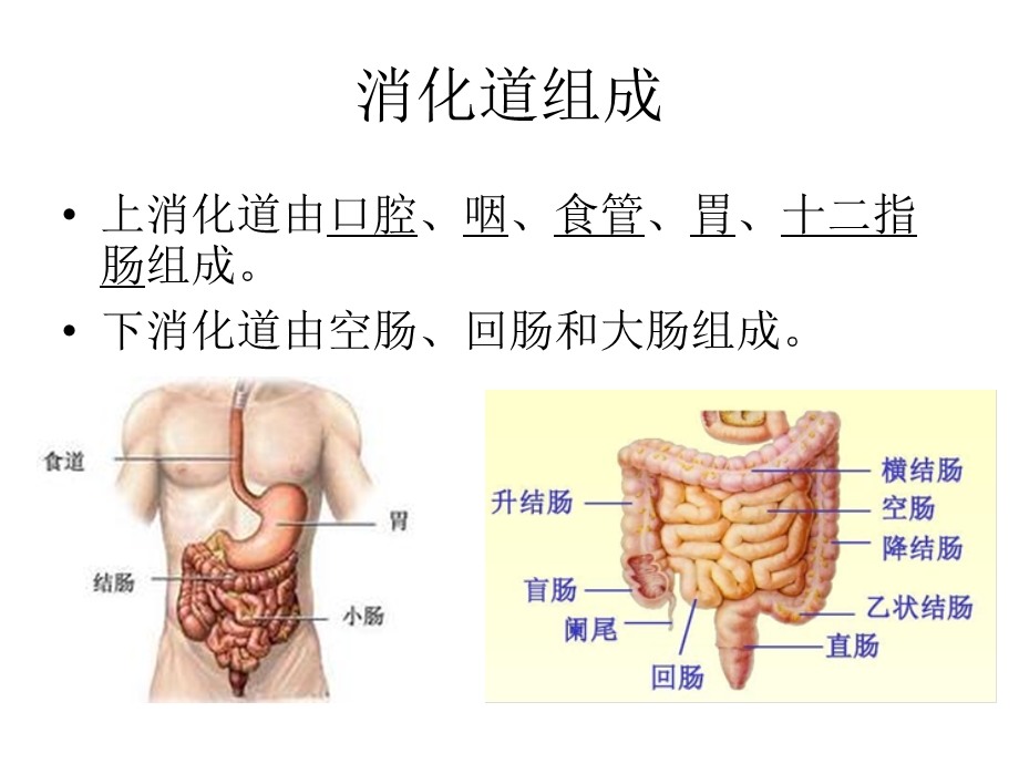 奥赛经典辅导课件消化呼吸内分泌文档资料.ppt_第1页