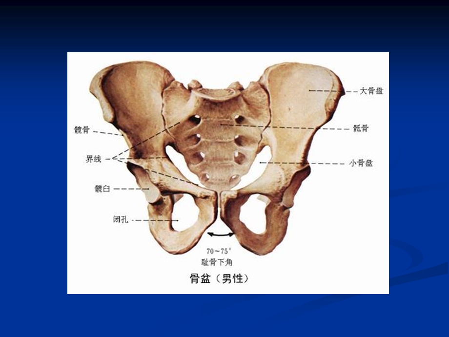 合并骶骨骨折的骨盆后环损伤的治疗省骨科年会精选文档.ppt_第1页