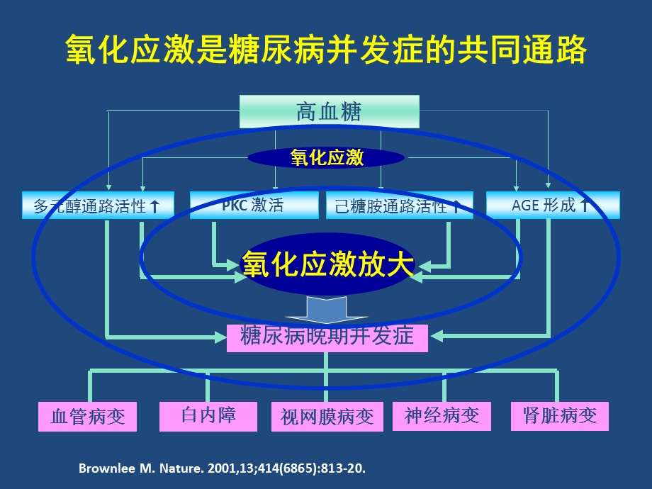 硫辛酸与糖尿病及其糖尿病慢性并发症3精选文档.ppt_第3页