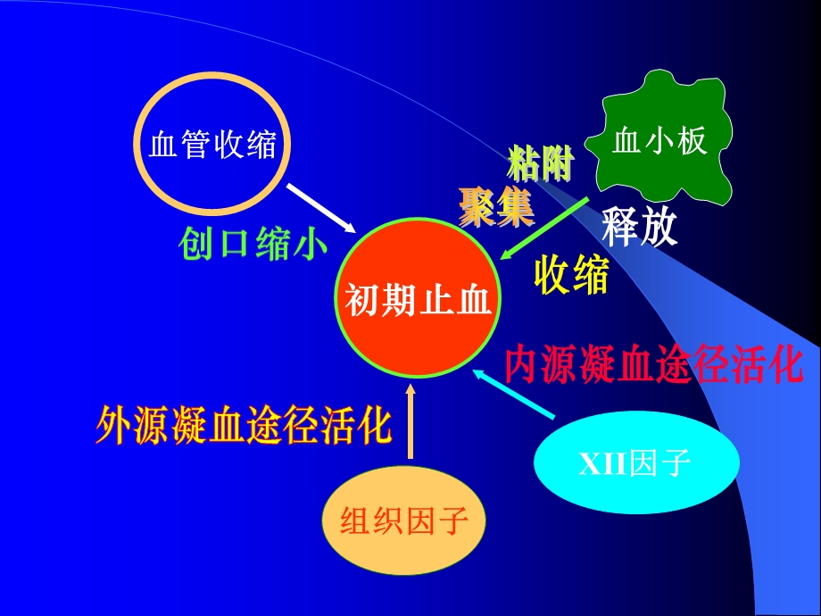 最新：出血和血栓性疾病文档资料.ppt_第3页