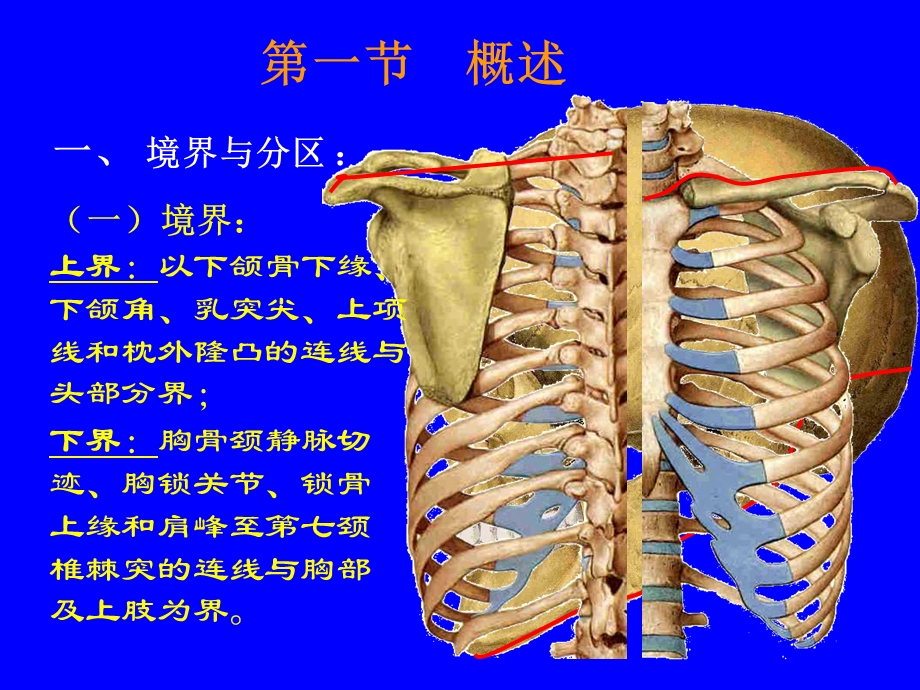 局部解剖学颈部文档资料.ppt_第2页