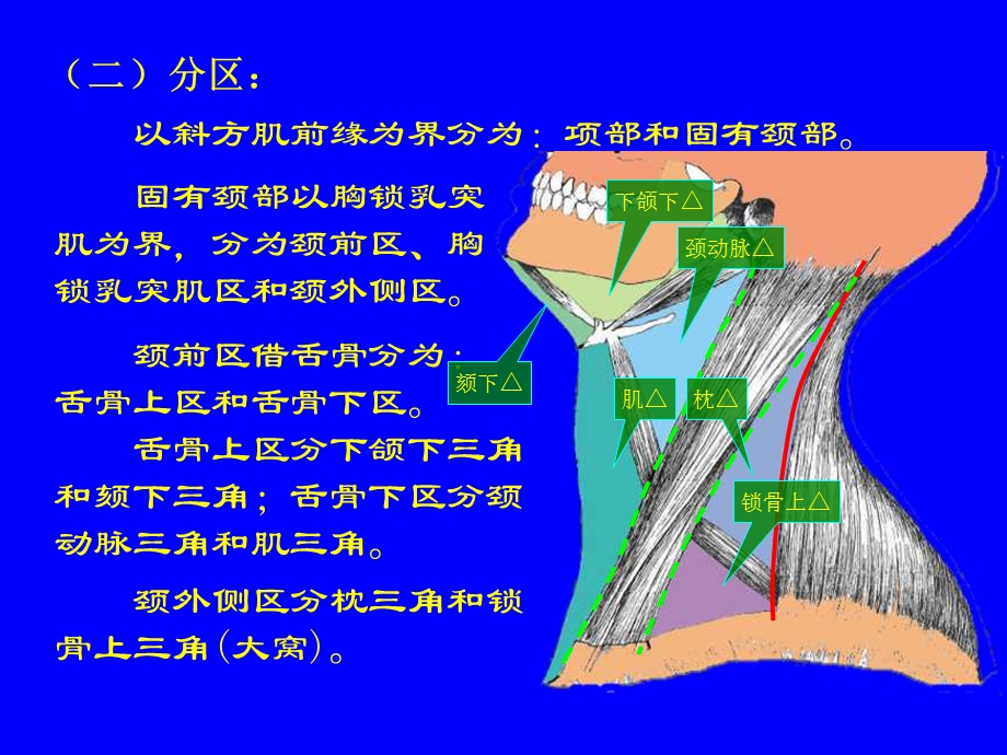 局部解剖学颈部文档资料.ppt_第3页