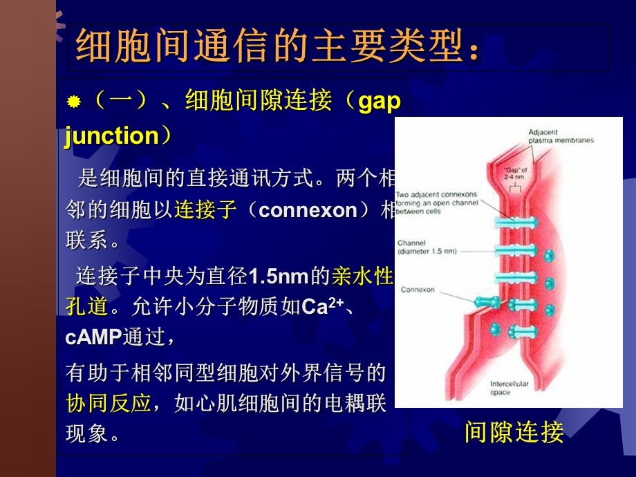 第五章细胞信号转导文档资料.ppt_第2页