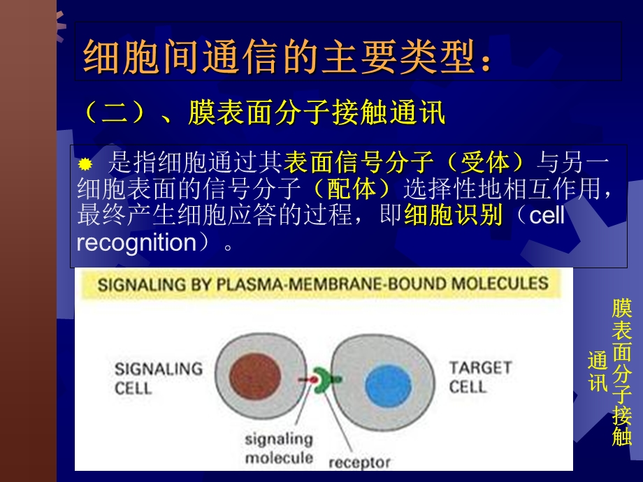 第五章细胞信号转导文档资料.ppt_第3页