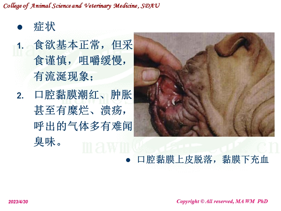 动物外科学11gastrointestinedisorders文档资料.ppt_第2页