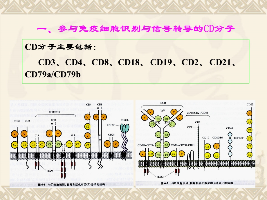 最新免疫学7第七章 白细胞分化抗原与黏附分子PPT文档.ppt_第3页