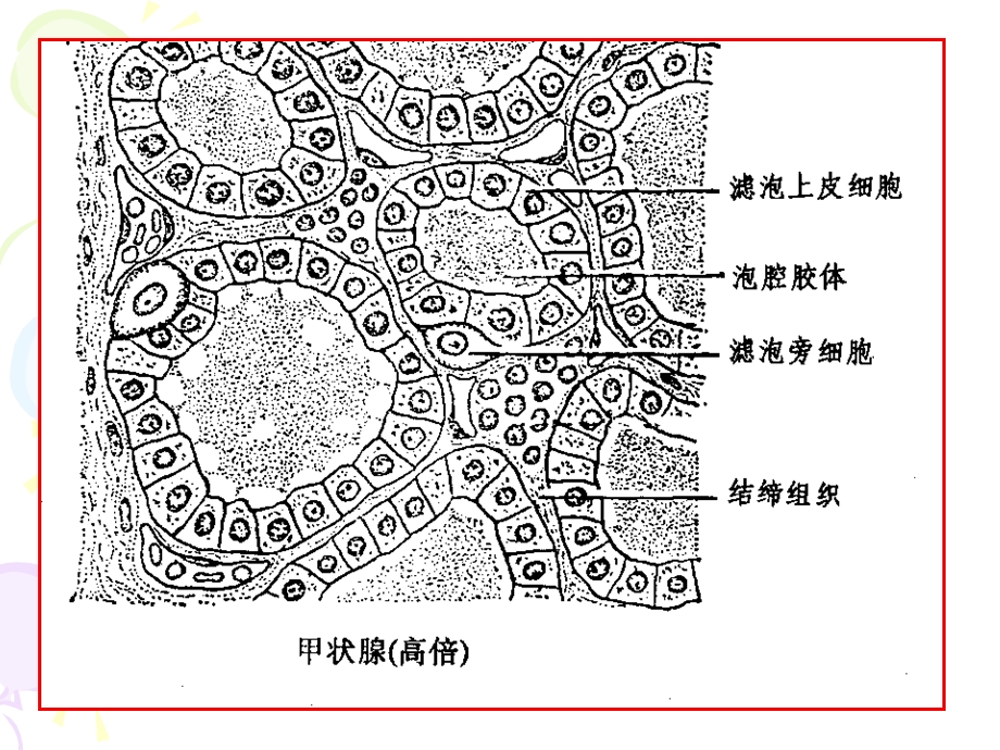 最新药理学甲状腺药PPT文档.ppt_第2页